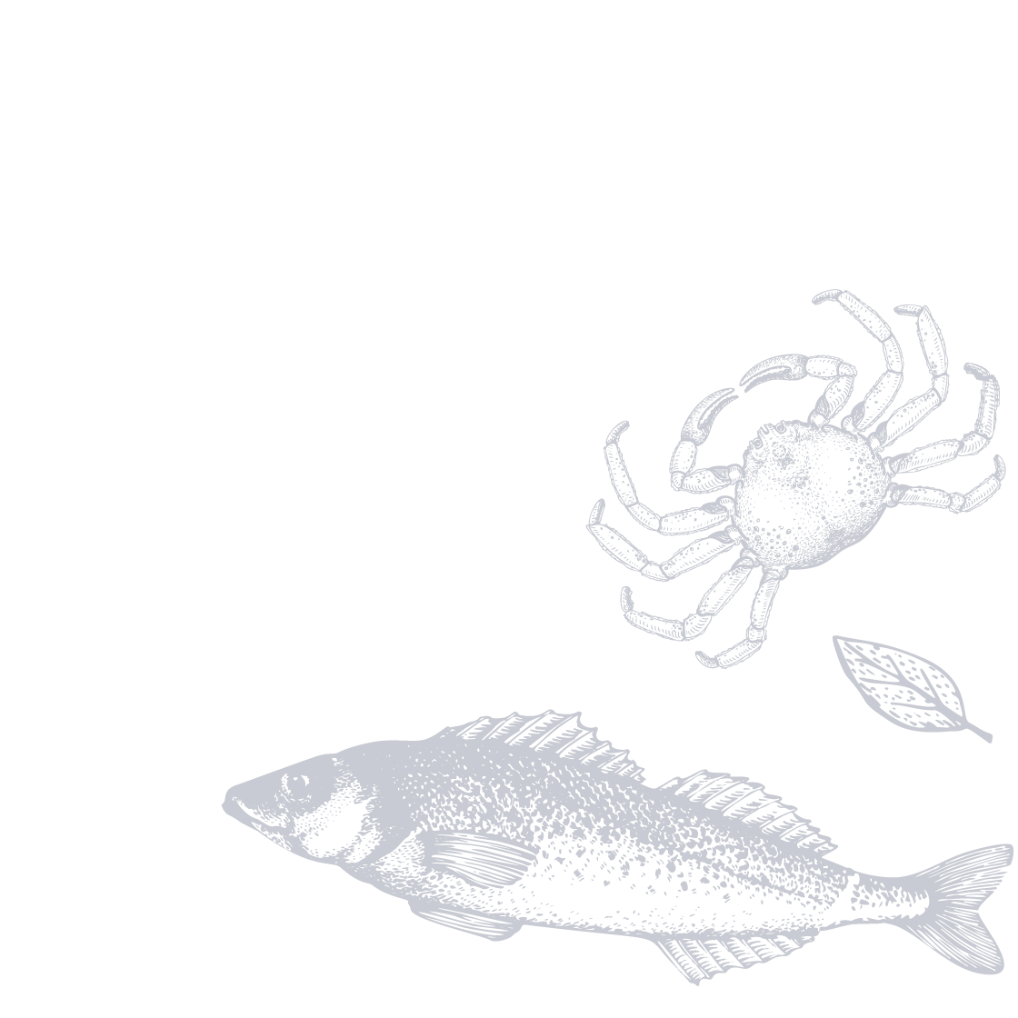 Illustration of fish/seafood