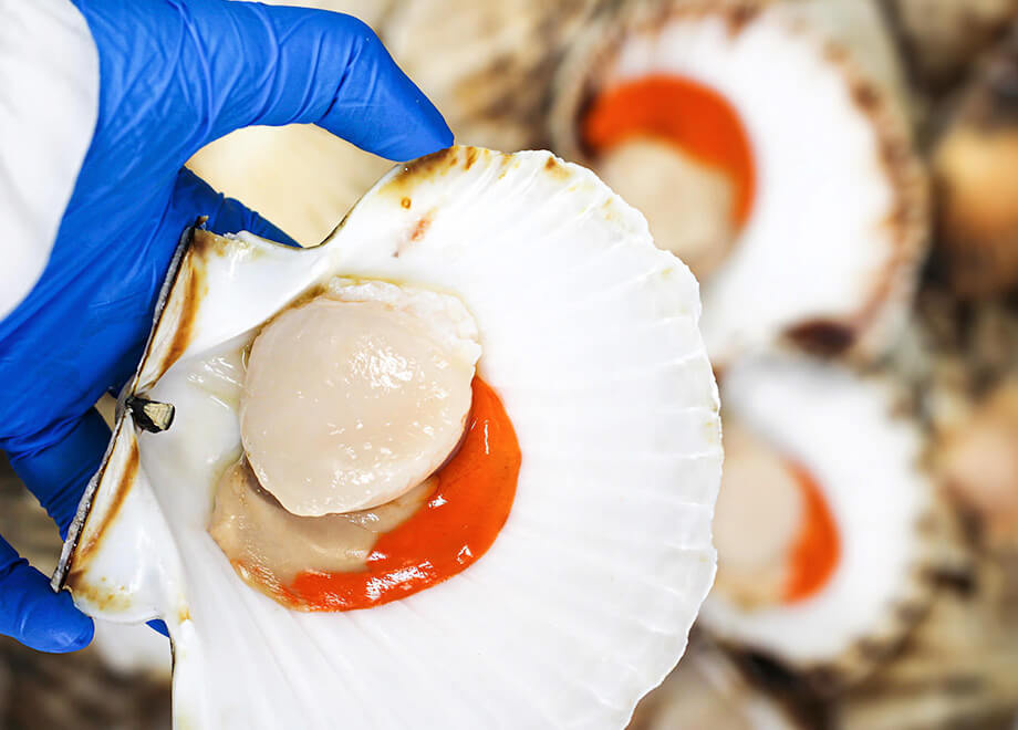Fresh Fish & Seafood Supplier | Taylor Foods